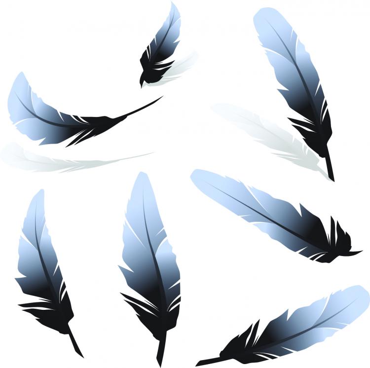 Bird Feather Vector Free Download
