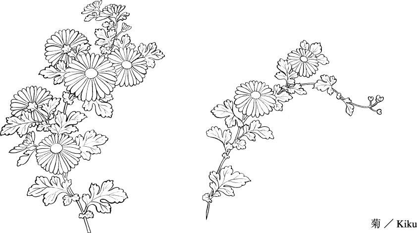 Simple Chrysanthemum Drawing Vector line drawing of