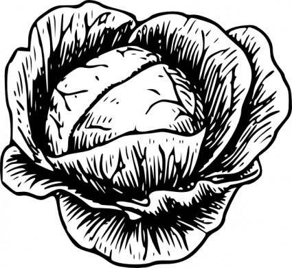 free vector Cabbage clip art