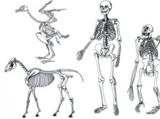 free vector Bones skeleton vector