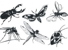 free vector A monochrome insect vector