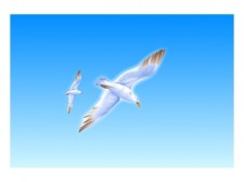 free vector Exquisite seagull vector