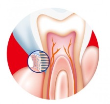 free vector Tooth internal vector