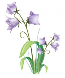 free vector Gentian vector own drawing