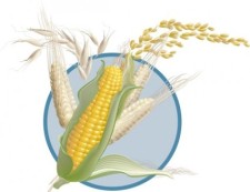 free vector Corn wheat vector