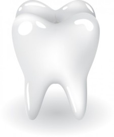 free vector Tooth, teeth