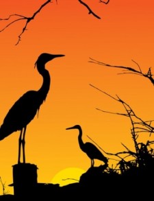 free vector Two Herons Resting