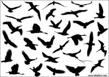 free vector 30 Different Flying Birds