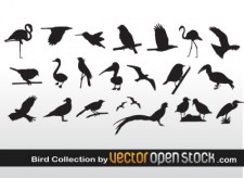 free vector Bird Collection