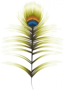free vector Peacock Feather