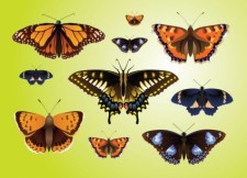 free vector Realistic Butterfly Vectors