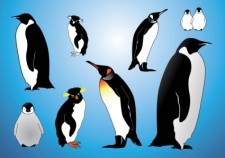free vector Penguins Vectors