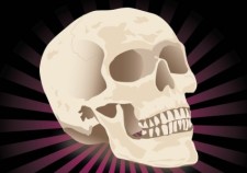 free vector Free Realistic Skull Vector