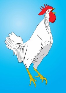 free vector Chicken Vector