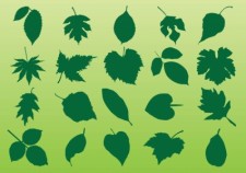 free vector Plant Leaves Vectors
