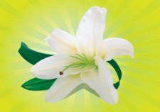 free vector White Orchid