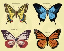 free vector Butterflies Footage