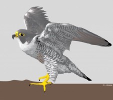 free vector Falcon
