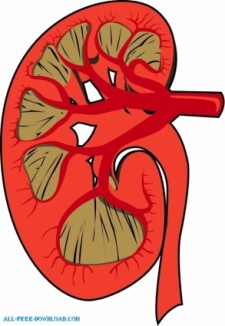 free vector Human Kidney disected