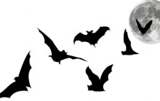 free vector Bats and Full Moon