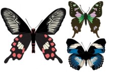 free vector Three Beautiful Butterfly Vectors