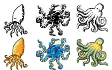 free vector Octopus Design Vectors- Free