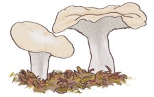 free vector Mushroom Boletus edulis