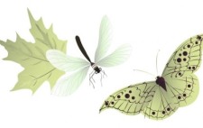 free vector Vector Insects