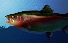 free vector Trout