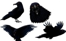 free vector Dark Twitter Bird