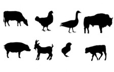 free vector Farm animals Vector graphics