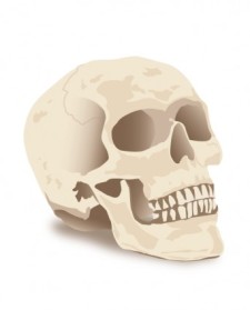 free vector Halloween Skull Vector