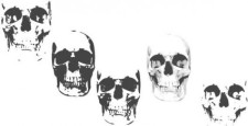 free vector Skull vectors