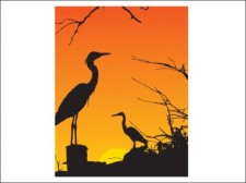 free vector 
								Two Herons Resting							