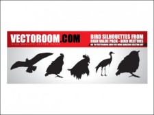 free vector 
								Birds							