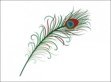 free vector 
								Peacock Feather							