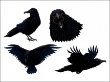 free vector 
								Dark Twitter Bird							