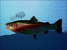free vector 
								Trout							