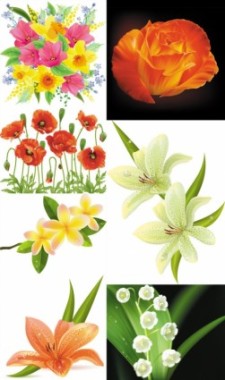 free vector Beautiful flowers flowers vector