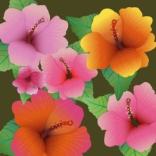 free vector Hibiscus flowers