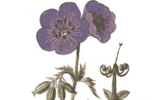 free vector Purple Flowers