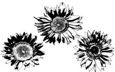 free vector Free Vectors: Sunflowers