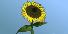 free vector Sunflower Girasol
