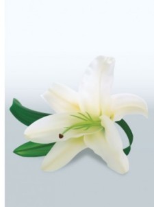 free vector White Lily