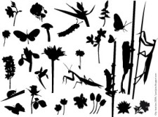 free vector Flowers & Insects