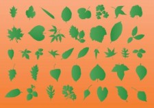 free vector Leaf