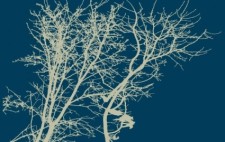 free vector Tree Silhouettes