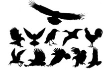 free vector Birds Silhouettes