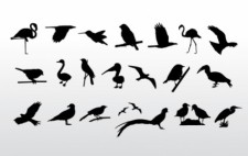 free vector Birds Collection