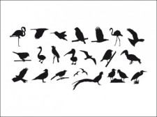 free vector Collection Of Birds Silhouettes